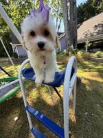 Katy’s Turqoise Girl, a female Cavapoo for sale in Eatonton, GA – 2 of 6