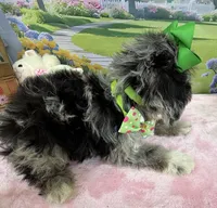 Trendy’s Green Girl Blue Eye, a female Schnoodle for sale in Eatonton, GA – 2 of 10