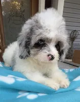 Peaches Light Blue Eyed Boy, a male Cavapoo for sale in Eatonton, GA – 4 of 7