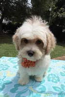 Pipi’s Orange Boy, a male Maltipoo for sale in Eatonton, GA – 4 of 6