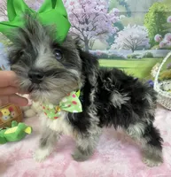 Trendy’s Green Girl Blue Eye, a female Schnoodle for sale in Eatonton, GA – 9 of 10