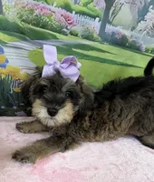 Trendy’s Purple Girl, a female Schnoodle for sale in Eatonton, GA – 9 of 9