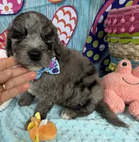 Bernie’s Blue Merle Boy, a male Miniature Bernedoodle for sale in Eatonton, GA – 7 of 9