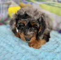 Gabby’s Merle/Tan Green Boy, a male Miniature Bernedoodle for sale in Eatonton, GA – Photo 2 of 9