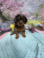 Gabby’s Merle/Tan Green Boy, a male Miniature Bernedoodle for sale in Eatonton, GA – Photo 6 of 9
