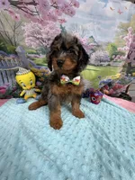 Gabby’s Merle/Tan Green Boy, a male Miniature Bernedoodle for sale in Eatonton, GA – Photo 7 of 9
