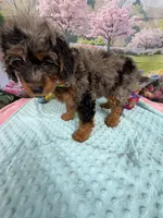 Gabby’s Merle/Tan Green Boy, a male Miniature Bernedoodle for sale in Eatonton, GA – Photo 4 of 9