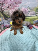 Gabby’s Merle/Tan Green Boy, a male Miniature Bernedoodle for sale in Eatonton, GA – Photo 5 of 9