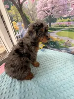 Gabby’s Merle/Tan Green Boy, a male Miniature Bernedoodle for sale in Eatonton, GA – Photo 3 of 9