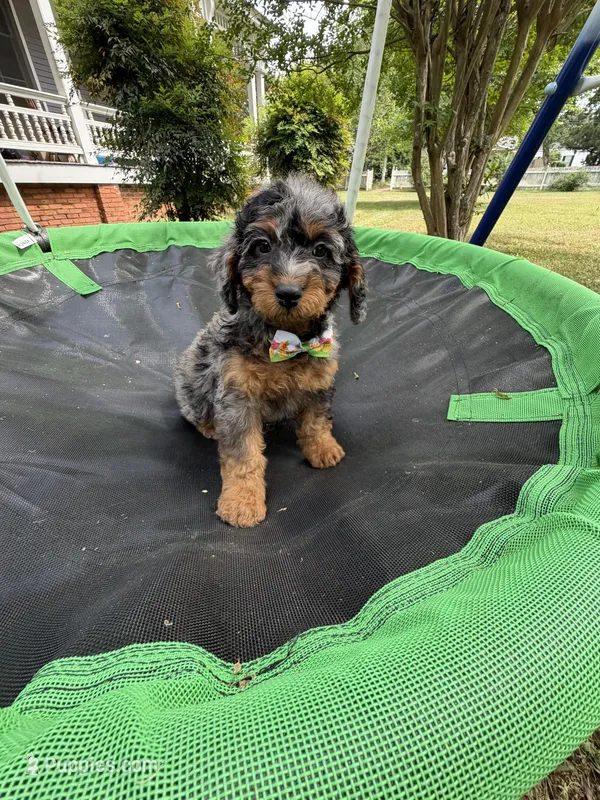 Gabby’s Merle/Tan Green Boy – Miniature Bernedoodle puppy for sale in Eatonton, GA