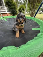 Gabby’s Merle/Tan Green Boy, a male Miniature Bernedoodle for sale in Eatonton, GA – Photo 1 of 9