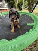 Gabby’s Merle/Tan Green Boy, a male Miniature Bernedoodle for sale in Eatonton, GA – Photo 8 of 9