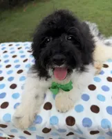 Hailey’s Green Boy, a male Cavapoo for sale in Eatonton, GA – 5 of 8