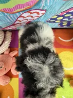 Hailey’s Orange Boy, a male Cavapoo for sale in Eatonton, GA – 7 of 9
