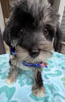 Trendy’s Tiny Blue Boy, a female Schnoodle for sale in Eatonton, GA – 5 of 8