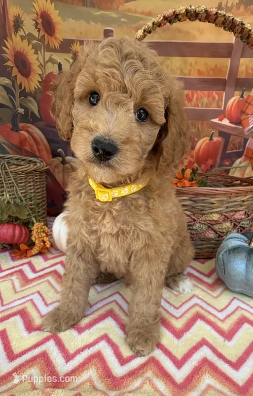Shirley’s Yellow Boy – Miniature Goldendoodle puppy for sale in Eatonton, GA