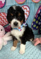 Bernie’s Tri Boy, a male Miniature Bernedoodle for sale in Eatonton, GA – 8 of 10