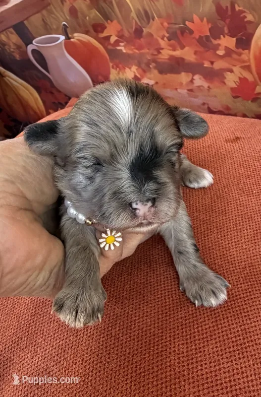 Peaches Purple Girl – Maltipoo puppy for sale in Eatonton, GA