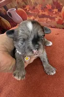 Peaches Purple Girl, a female Maltipoo for sale in Eatonton, GA – 1 of 8