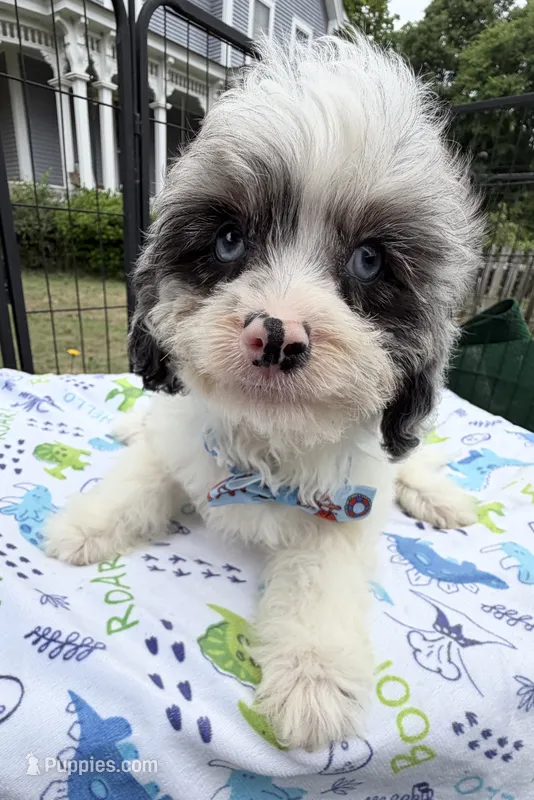 Peaches Light Blue Boy – Cavapoo puppy for sale in Eatonton, GA