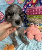 Bernie’s Blue Merle Boy, a male Miniature Bernedoodle for sale in Eatonton, GA – 4 of 9