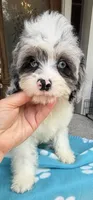 Peaches Light Blue Eyed Boy, a male Cavapoo for sale in Eatonton, GA – 7 of 7