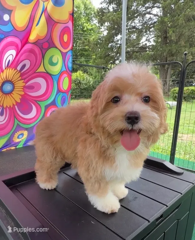 Pipi’s Green Boy – Maltipoo puppy for sale in Eatonton, GA