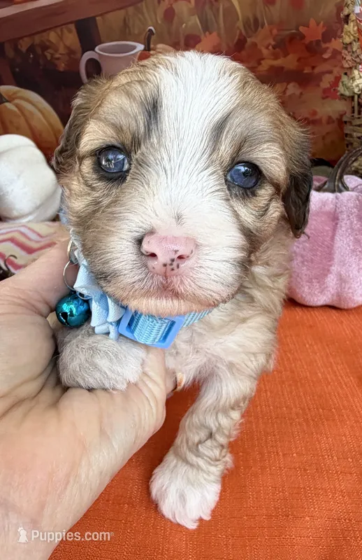 Peaches Blue Boy with Blue Eyes – Maltipoo puppy for sale in Eatonton, GA