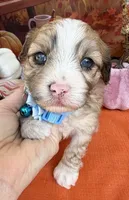 Peaches Blue Boy with Blue Eyes, a male Maltipoo for sale in Eatonton, GA – 1 of 9