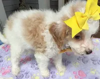 Hailey’s Yellow Girl, a female Cavapoo for sale in Eatonton, GA – 3 of 8