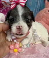 Jellybean’s Blue Merle Girl, a female Maltipoo for sale in Eatonton, GA – 4 of 9
