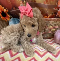 Shirley’s Pink Girl, a female Miniature Goldendoodle for sale in Eatonton, GA – 3 of 7