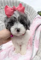 Jellybean’s Blue Merle/White, a female Maltipoo for sale in Eatonton, GA – 8 of 9