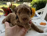 Shirley’s Black Boy, a male Miniature Goldendoodle for sale in Eatonton, GA – 4 of 6
