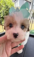 Dolly’s Red Merle/White Girl “Blue Eye”!, a female Maltipoo for sale in Eatonton, GA – Photo 8 of 9