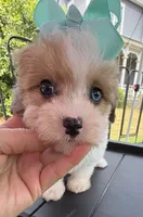 Dolly’s Red Merle/White Girl “Blue Eye”!, a female Maltipoo for sale in Eatonton, GA – Photo 4 of 9
