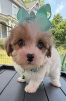 Dolly’s Red Merle/White Girl “Blue Eye”!, a female Maltipoo for sale in Eatonton, GA – Photo 5 of 9