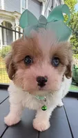 Dolly’s Red Merle/White Girl “Blue Eye”!, a female Maltipoo for sale in Eatonton, GA – Photo 3 of 9