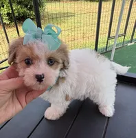 Dolly’s Red Merle/White Girl “Blue Eye”!, a female Maltipoo for sale in Eatonton, GA – Photo 6 of 9