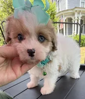 Dolly’s Red Merle/White Girl “Blue Eye”!, a female Maltipoo for sale in Eatonton, GA – Photo 7 of 9