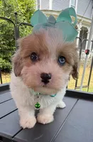 Dolly’s Red Merle/White Girl “Blue Eye”!, a female Maltipoo for sale in Eatonton, GA – Photo 2 of 9