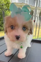 Dolly’s Red Merle/White Girl “Blue Eye”!, a female Maltipoo for sale in Eatonton, GA – Photo 1 of 9