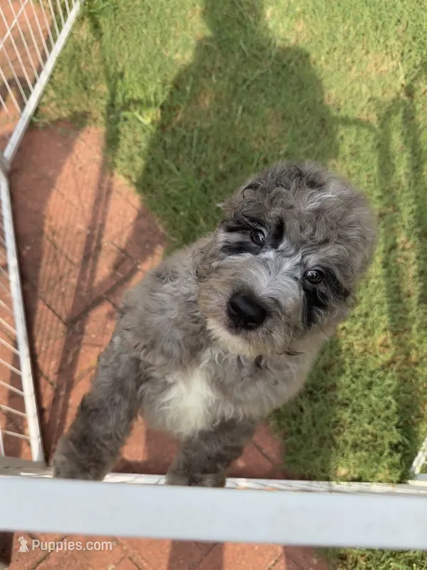 Bernie’s Blue Merle Boy – Miniature Bernedoodle puppy for sale in Eatonton, GA