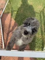 REDUCED!    Bernie’s Blue Merle Boy, a male Miniature Bernedoodle for sale in Eatonton, GA – 2 of 6