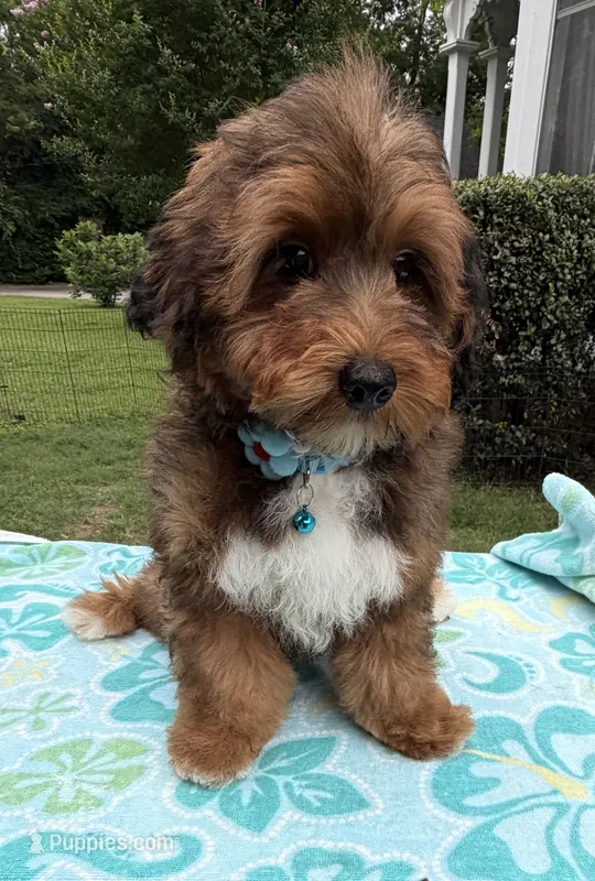 Trixie’s Red/Tan Boy Reduced! – Yorkipoo puppy for sale in Eatonton, GA