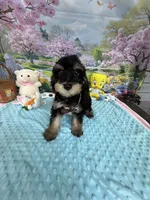 Trendy’s Brown Boy, a female Schnoodle for sale in Eatonton, GA – 2 of 10