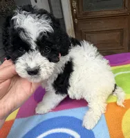 Hailey’s Orange Boy, a male Cavapoo for sale in Eatonton, GA – 10 of 10