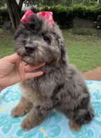 Gabby’s Merle Girl. Reduced!, a female Miniature Bernedoodle for sale in Eatonton, GA – 5 of 7