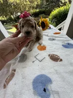 Shirley’s Pink Girl, a female Miniature Goldendoodle for sale in Eatonton, GA – 2 of 7