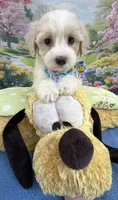 Jellybean’s Apricot/White Boy (blue in eye), a male Maltipoo for sale in Eatonton, GA – 8 of 10